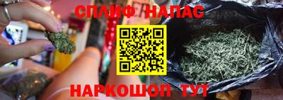 сатива Новодвинск